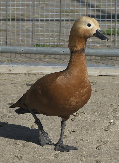 SGA面對