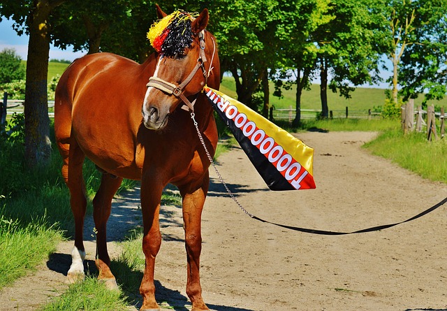 以帮助球迷 以帮助球迷